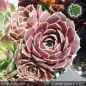 Preview: Sempervivum heuffelii 'Coruna'