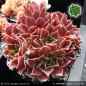 Preview: Sempervivum heuffelii 'Dalbo'