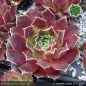 Preview: Sempervivum heuffelii 'Dalbo'