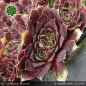 Preview: Sempervivum heuffelii 'Dalbo'