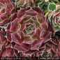 Preview: Sempervivum heuffelii 'Dalbo'