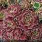 Preview: Sempervivum heuffelii 'Dalbo'