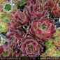 Preview: Sempervivum heuffelii 'Dalbo'