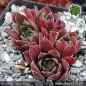 Preview: Sempervivum heuffelii 'Dochpi'