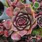 Preview: Sempervivum heuffelii 'Dochpi'