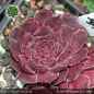 Preview: Sempervivum heuffelii 'Dochpi'