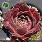 Preview: Sempervivum heuffelii 'Dochpi'