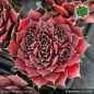 Preview: Sempervivum heuffelii 'Erdbeerliese'