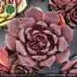 Preview: Sempervivum heuffelii 'Eromano'
