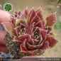 Preview: Sempervivum heuffelii 'Euita'