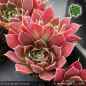 Preview: Sempervivum heuffelii 'Euita'