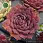 Preview: Sempervivum heuffelii 'Extase'