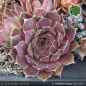 Preview: Sempervivum heuffelii 'Extase'
