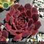 Preview: Sempervivum heuffelii 'Extase'