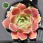 Preview: Sempervivum heuffelii 'Fingolfin'