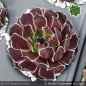 Preview: Sempervivum heuffelii 'Fransenpeter'