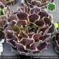Preview: Sempervivum heuffelii 'Fransenpeter'