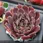 Preview: Sempervivum heuffelii 'Fransenpeter'