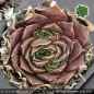 Preview: Sempervivum heuffelii 'Galakroon'