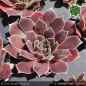 Preview: Sempervivum heuffelii 'Ghibli'