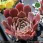 Preview: Sempervivum heuffelii 'Ghibli'