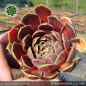 Preview: Sempervivum heuffelii 'Gloriole'