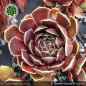 Preview: Sempervivum heuffelii 'Gloriole'