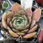 Preview: Sempervivum heuffelii 'Green Horst Diehm'