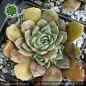Preview: Sempervivum heuffelii 'Green Horst Diehm'