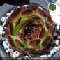 Preview: Sempervivum heuffelii 'Greenish Red'