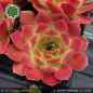 Preview: Sempervivum heuffelii 'Halleluja'