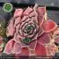 Preview: Sempervivum heuffelii 'Hantippe'