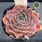 Preview: Sempervivum heuffelii 'Hantippe'