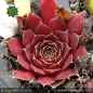 Preview: Sempervivum heuffelii 'Harlekin'