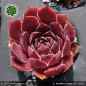 Preview: Sempervivum heuffelii 'Imbat'