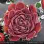 Preview: Sempervivum heuffelii 'Imbat'