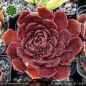 Preview: Sempervivum heuffelii 'Imbat'