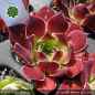Preview: Sempervivum heuffelii 'Inferno'