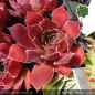Preview: Sempervivum heuffelii 'Inferno'
