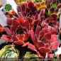 Preview: Sempervivum heuffelii 'Inferno'
