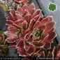 Preview: Sempervivum heuffelii 'Jofrette'
