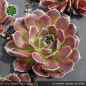 Preview: Sempervivum heuffelii 'Jofrette'