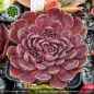 Preview: Sempervivum heuffelii 'Korspel Dunkle Schone'