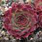 Preview: Sempervivum heuffelii 'Kamsin'
