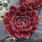 Preview: Sempervivum heuffelii 'König Ludwig'