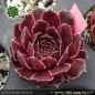 Preview: Sempervivum heuffelii 'König Ludwig'