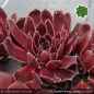 Preview: Sempervivum heuffelii 'König Ludwig'