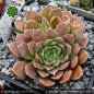 Preview: Sempervivum heuffelii 'Korspel Dessert'