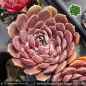 Preview: Sempervivum heuffelii 'Korspel Dunkle Schone'