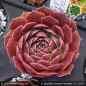 Preview: Sempervivum heuffelii 'Korspel Midnight'